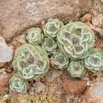 Filago tyrrhenica その他の提案