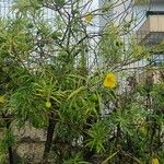Cascabela thevetia Hoja
