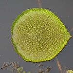 Victoria amazonica Foglia