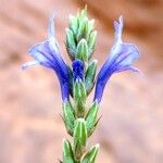 Lavandula mairei പുഷ്പം