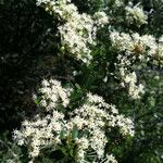 Ceanothus cuneatus Habitus