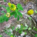 Trifolium aureum Květ