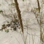 Ammophila arenaria Cvet