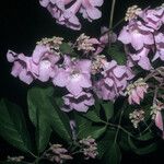 Cuspidaria inaequalis Cvet