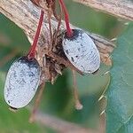 Berberis canadensis Hedelmä