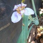 Trimezia coerulea Flower