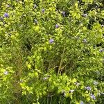 Hibiscus syriacus Habitus