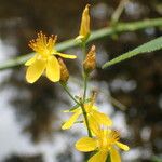 Hypericum pulchrum Flor