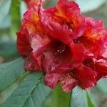 Rhododendron barbatum Flor