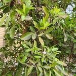 Tabebuia pallida Celota