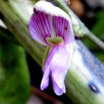 Galactia striata फूल