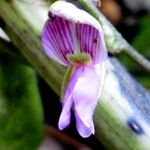 Galactia striata Flower