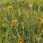 Tragopogon crocifolius 花