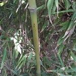 Phyllostachys sulphurea Corteza