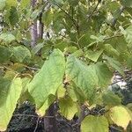 Alangium platanifolium Hoja