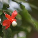Ochna serrulata Квітка