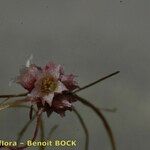 Cuscuta epithymum Diğer