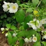 Philadelphus inodorus Blad