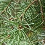 Picea omorika Hostoa