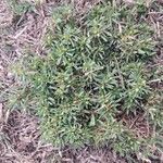 Pectis prostrata Hoja