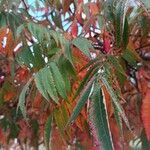 Rhus typhinaपत्ता
