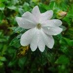 Impatiens hawkeri Flower