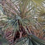 Washingtonia filifera برگ