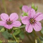 Erodium glaucophyllum Квітка