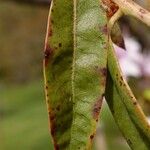 Rhododendron davidsonianum Levél