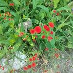 Emilia coccinea Flower