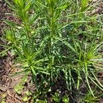 Asclepias verticillata 葉