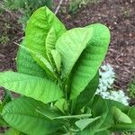 Crotalaria spectabilisBlad