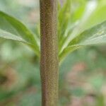 Solanum dulcamara Corteccia