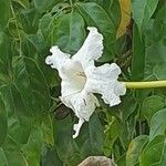 Dolichandrone spathacea 花