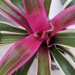 Neoregelia carolinae Листок