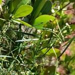 Secamone tenuifolia Flor