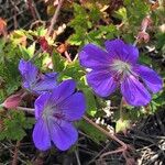 Geranium wallichianumFleur