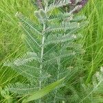 Amorpha canescens Blad