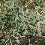 Baptisia alba Leaf