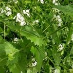 Hesperis matronalis Leaf