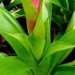 Guzmania monostachia List