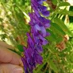 Vicia villosaКветка