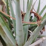 Aloe vera葉