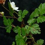 Rubus nepalensis Hábito