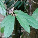 Grewia bulot Leaf