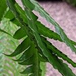 Microlepia platyphylla 葉