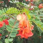 Sesbania punicea Blomst