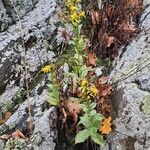 Solidago virgaurea其他