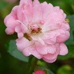 Rosa abietina 花