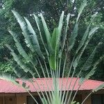 Ravenala madagascariensisBlatt